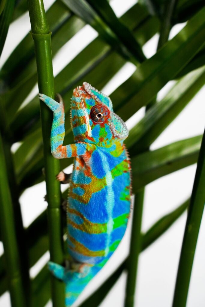 A vibrant chameleon symbolizing The Four Dimensions of Cultural Intelligence (CQ).