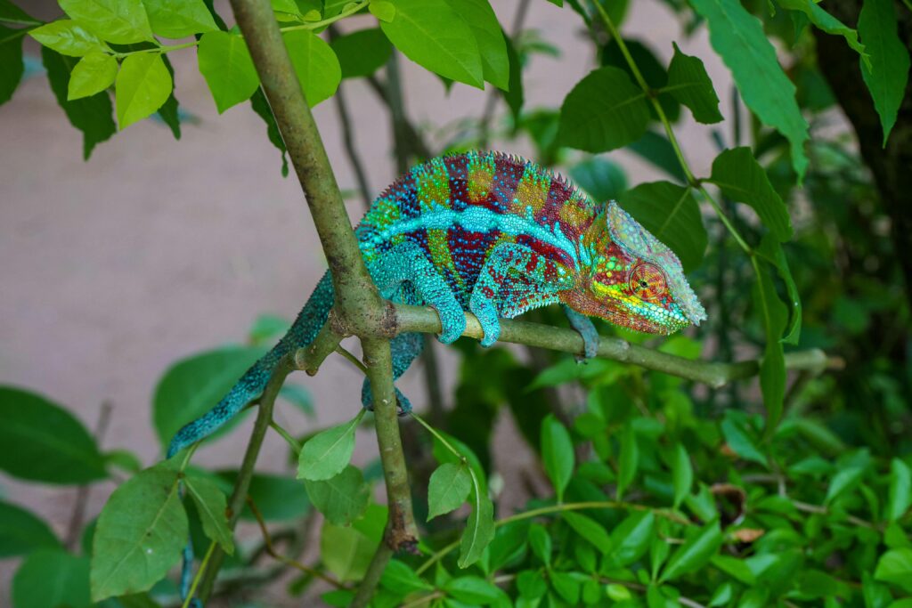 A vibrant, color-changing chameleon symbolizing Cultural Intelligence (CQ).