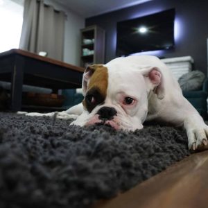 Dog resting on rug in contemporary living room, illustrating relaxed atmosphere of employee training and online workforce development at London Intercultural Academy.